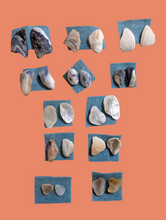 Load image into Gallery viewer, Seashells by the Seashore Studs: Small-batch