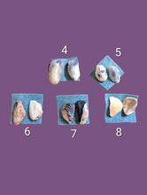 Load image into Gallery viewer, Seashells by the Seashore Studs: Small-batch